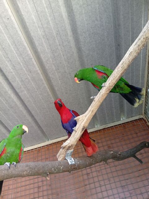 deux couples d'eclectus 2000 16000 Angoul�me