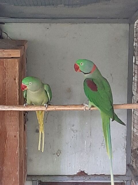 couple perruche Grand Alexandre 300 47320 Lafitte-sur-lot