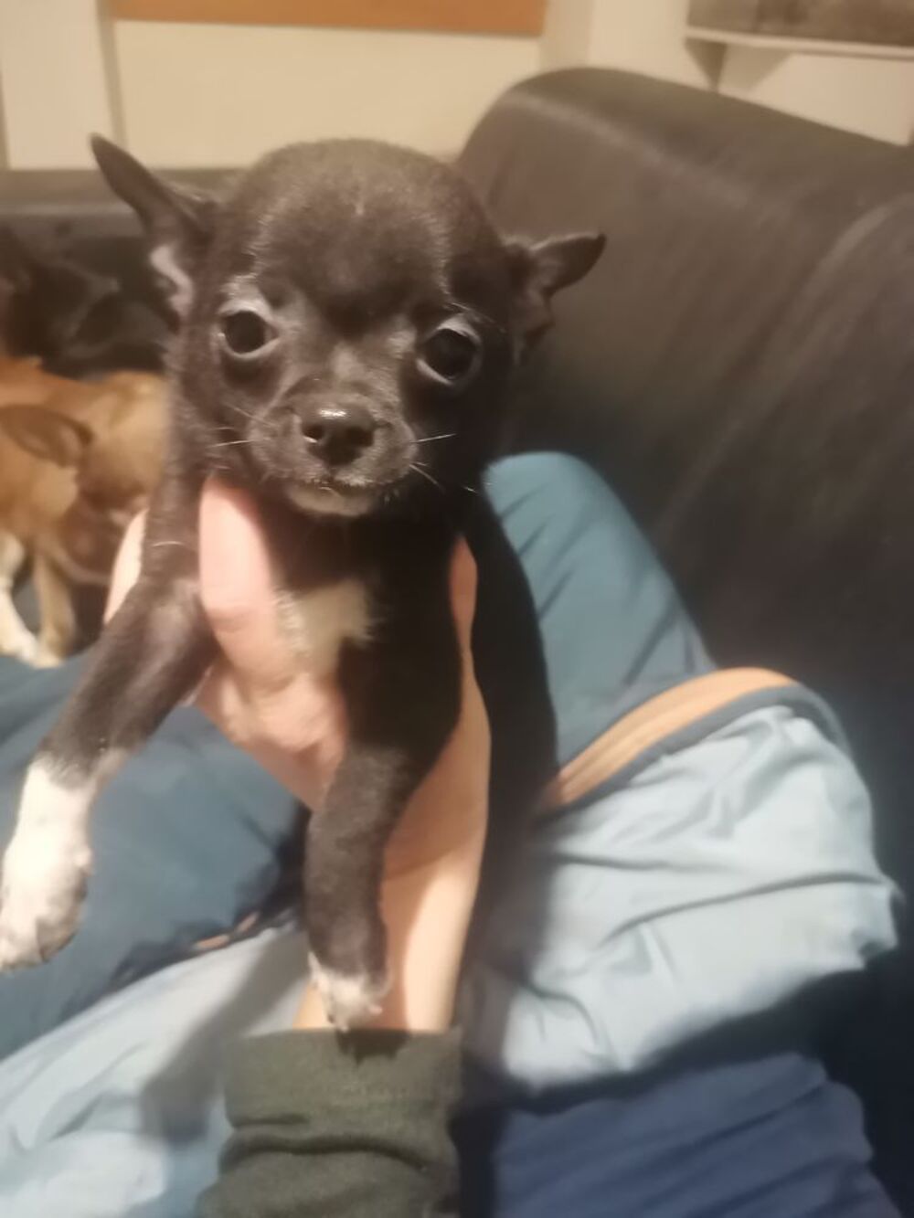   Chiot chihuahua  