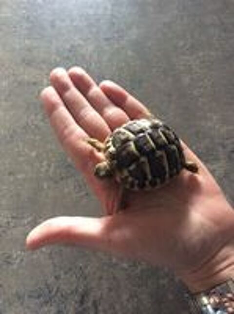   BB tortues 