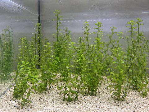Bacopa caroliniana ? Plante d'aquarium facile d'entretien 0 77450 Esbly