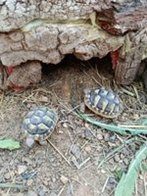   Tortues juvéniles  