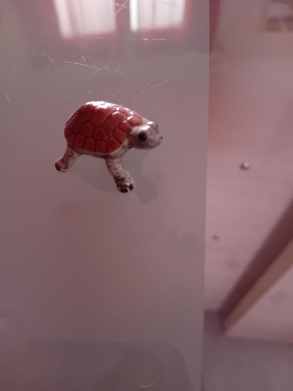   Tortues  