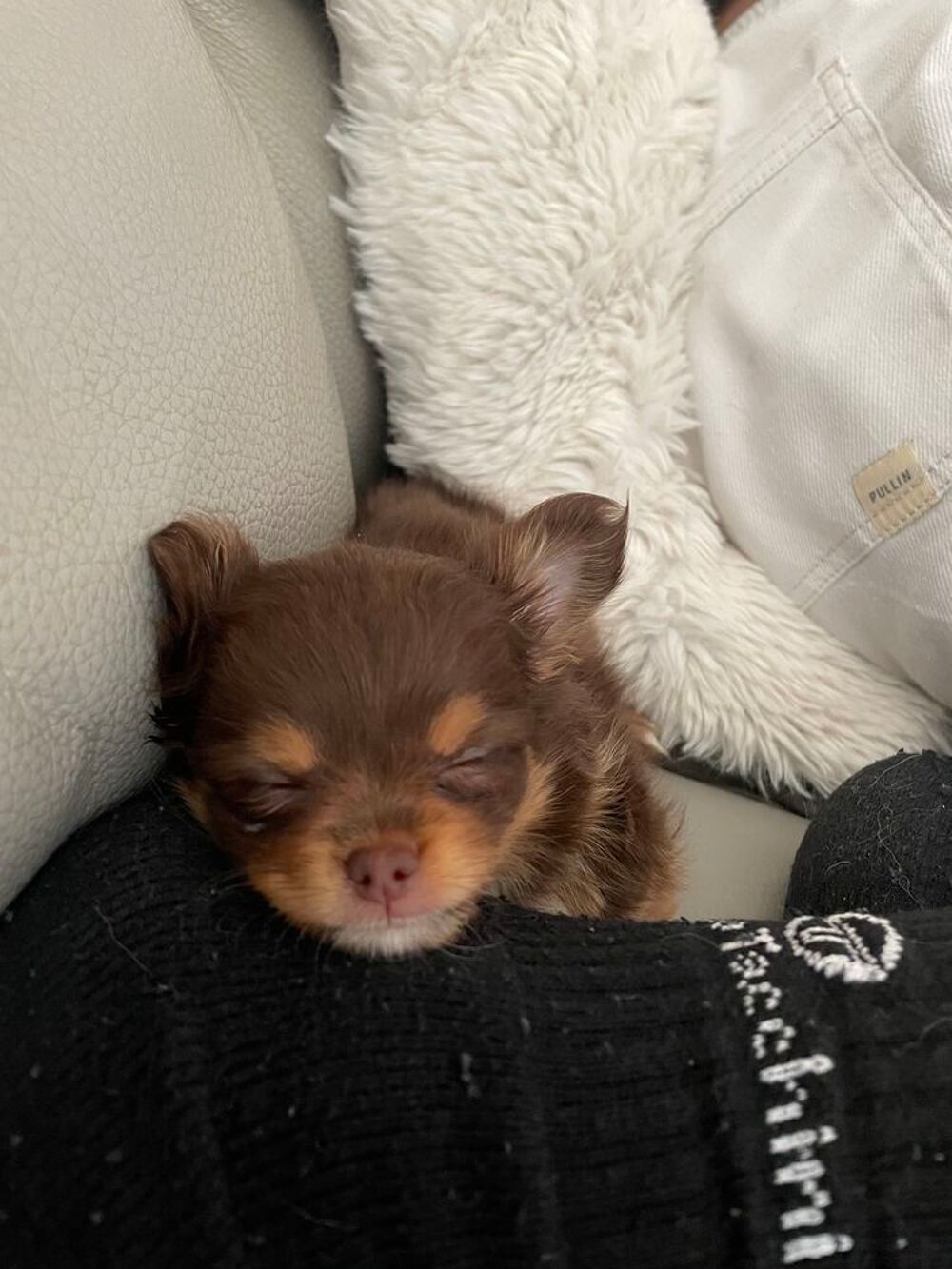   chiot chihuahua 