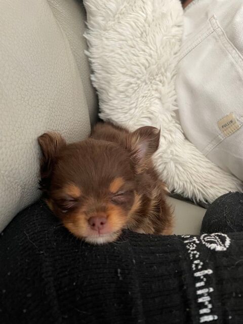chiot chihuahua 0 31000 Toulouse