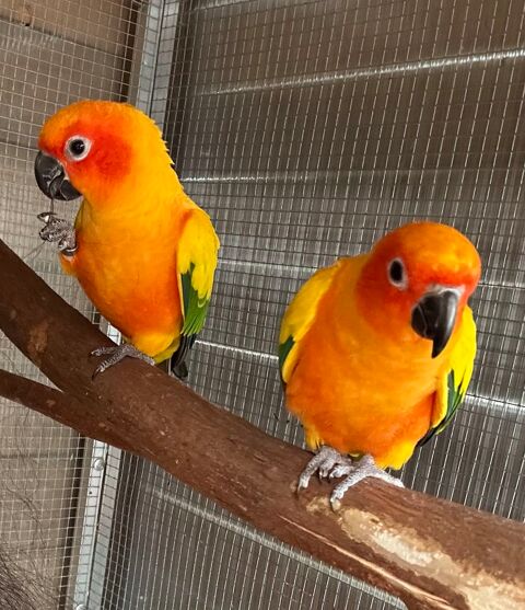 Couple conures soleil 600 20215 Vescovato