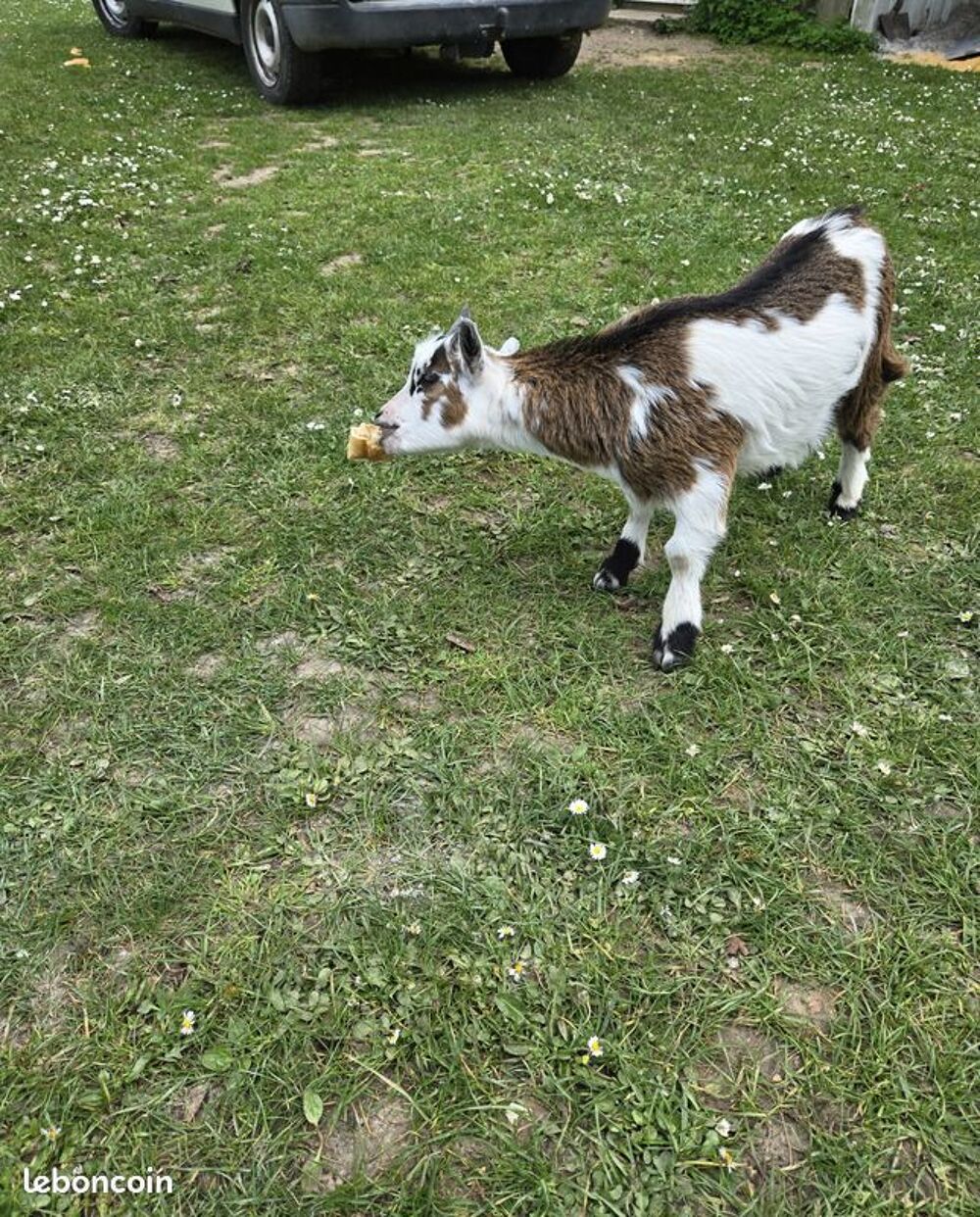  Bouc nain de 5 mois 