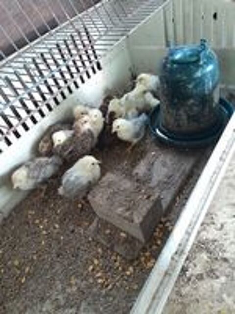   Poussins Wyandottes naines 