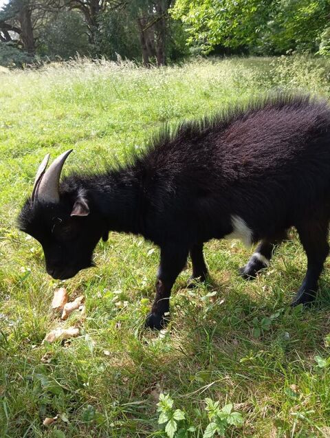 Petit bouc très nain adorable, cherche un maitre gentil 60 81290 Labruguire