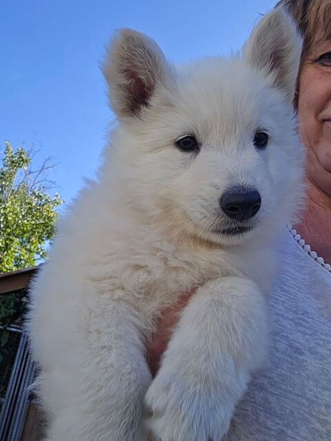 Chiot Berger Blanc suisse 1500 37600 Loches