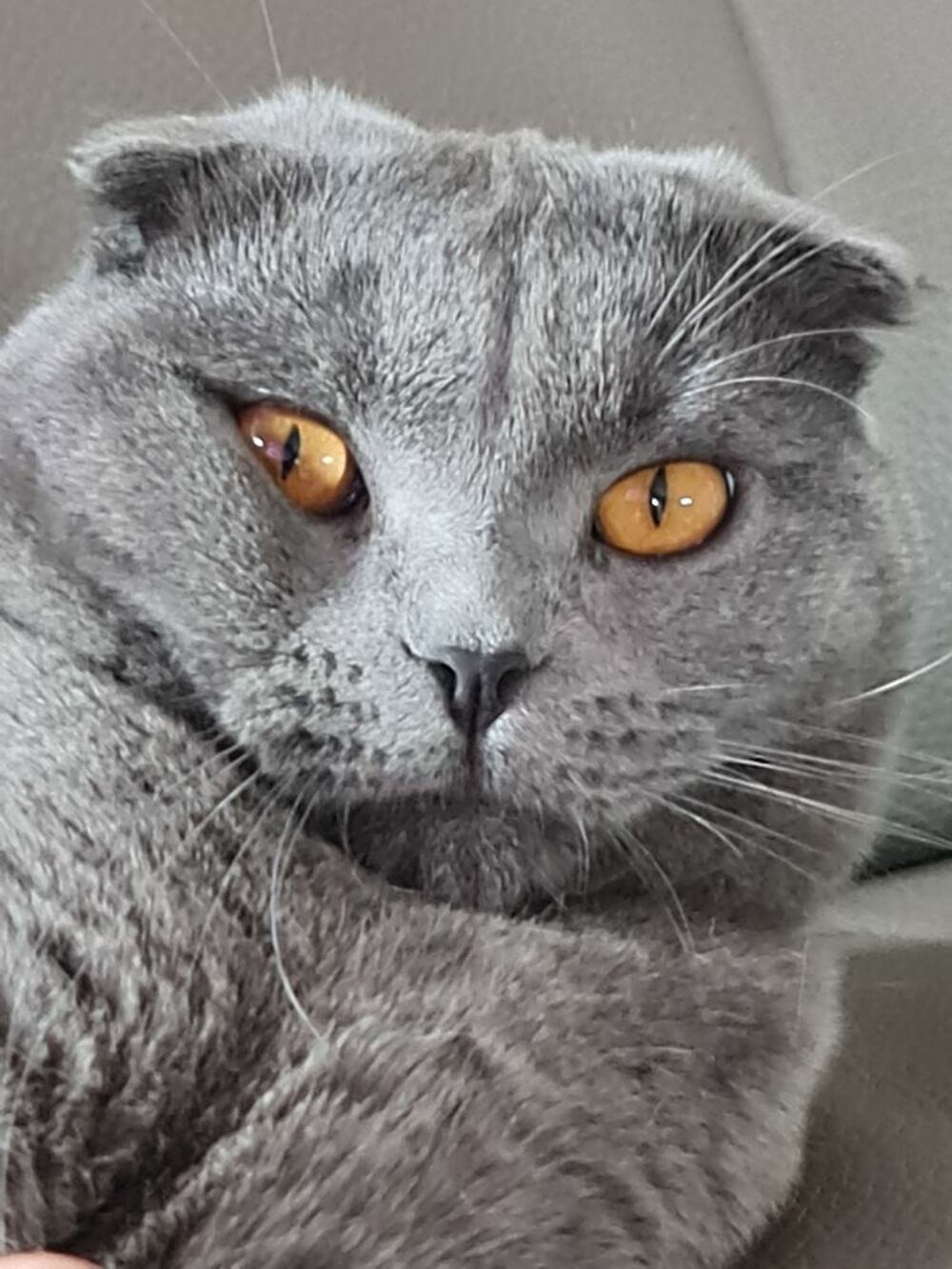   CHAT male POUR SAIL    400 euro Tel.. 
