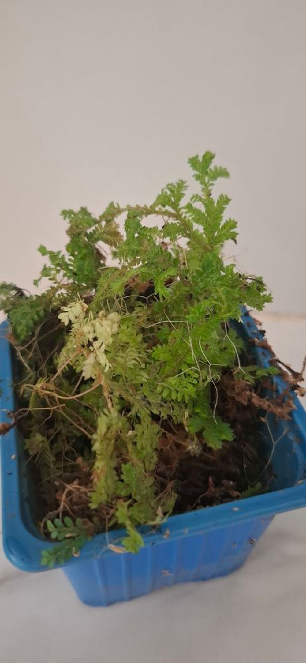 Selaginella uncinata plante pour terrarium Décoration