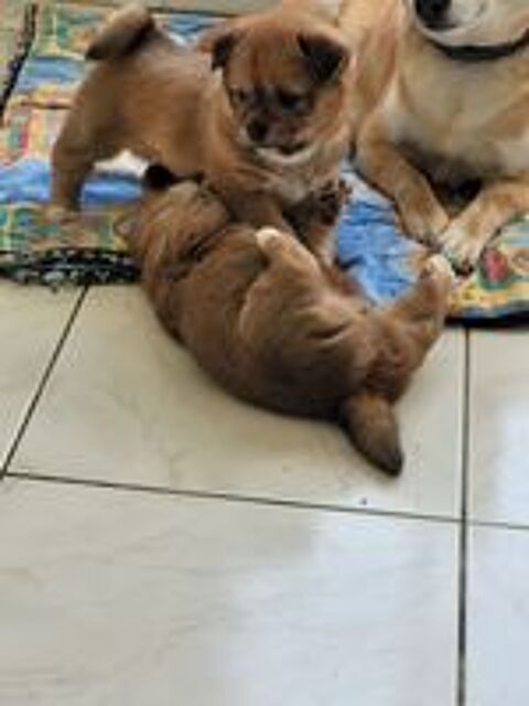   CHIOTS SHIBA INU CROISE 