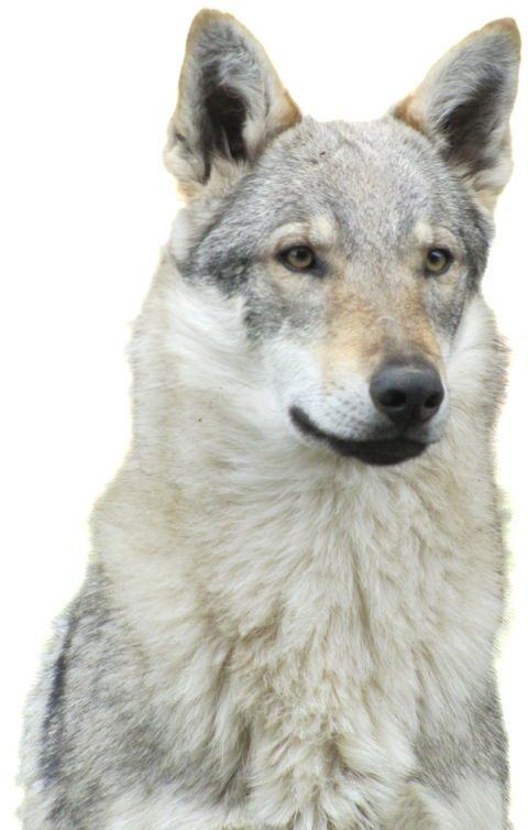 RCACS Chien Loup Dispo pour la saille 850 91580 Villeconin