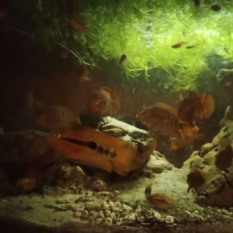 Multispinosa divers taille &agrave; partir de 5e 
5 86340 Roches-pr�marie-andill�