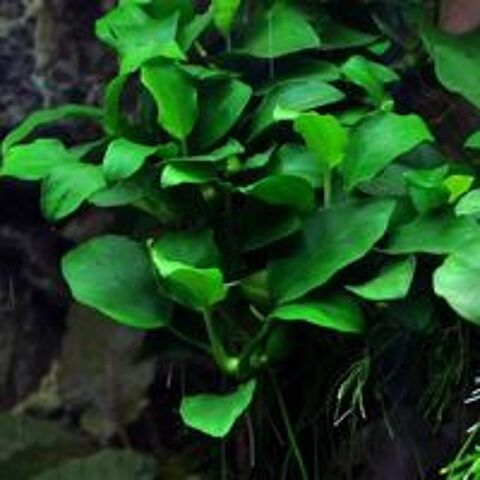   Divers pieds de plantes d'Anubias pour aquarium  