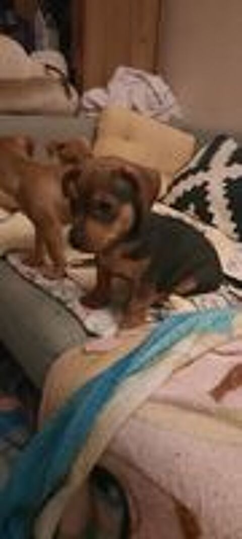   Chiot pinscher mâle  