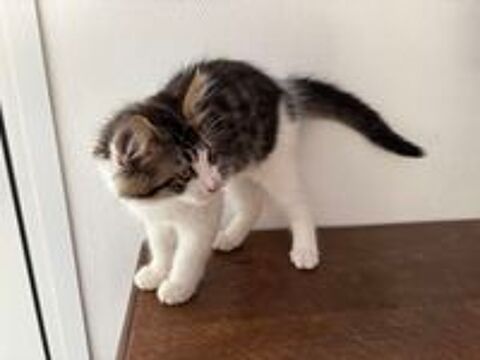   de 5 chatons de famille dont 3 mâles et 2 femelles. 
