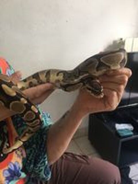   Python royal  femelle  
