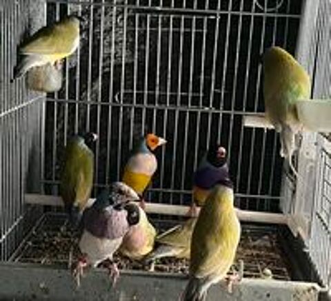   Diamants de gould cinnamon 