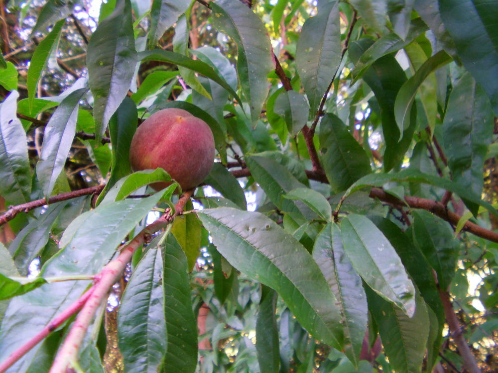 p&ecirc;cher de vigne Jardin