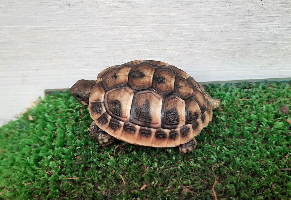  Tortue terrestre
