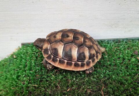 Tortue terrestre
30 34300 Agde