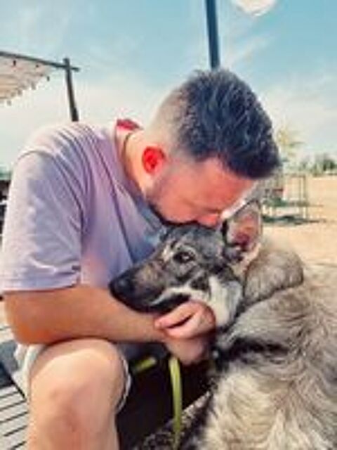   Chien Loup Tchèque - Femelle - 8 mois - Non stérilisée  