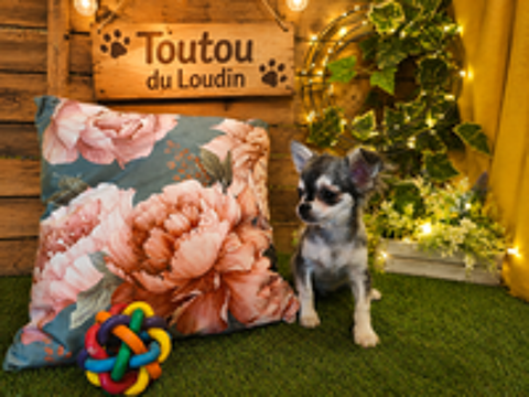   Chiot Chihuahua poils longs mâle 