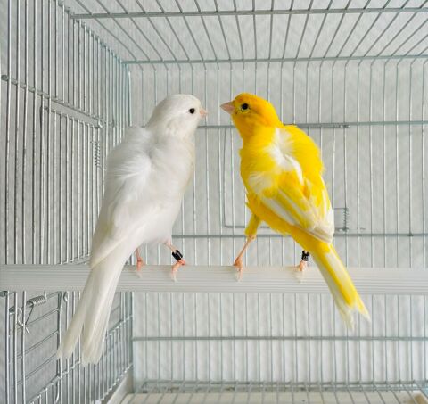 Belles S&eacute;lections De Canaris Adultes Pr&egrave;s &Agrave; Reproduire 39 94450 Limeil-br�vannes