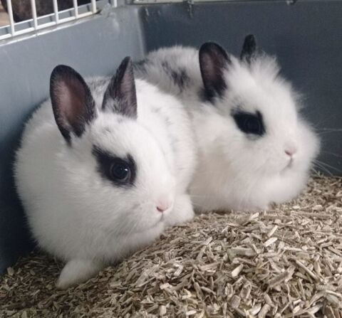 Magnifiques bébés lapins nains femelles 15 65460 Bazet