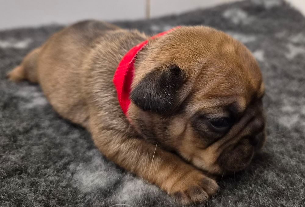   A reserver magnifiques chiots bouledogue francais 