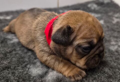 A reserver magnifiques chiots bouledogue francais 950 12240 Colombiès