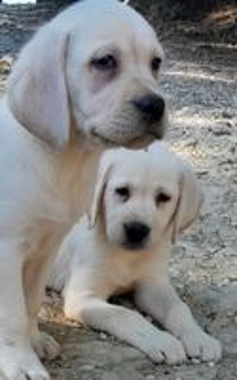   Chiots Labrador  