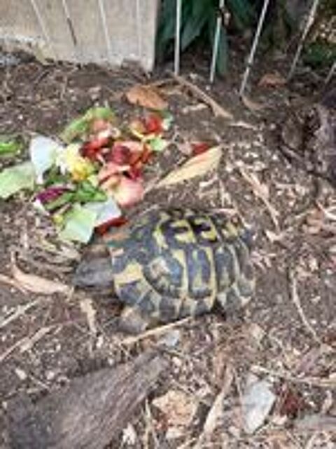   Tortue mâle  