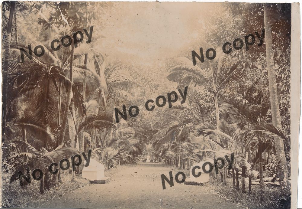 Photographies Ile Maurice Mauritus All&eacute;e Jardin Pamplemousse 