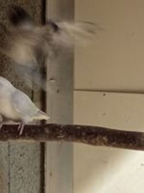   Oiseaux inséparable roseicollis  