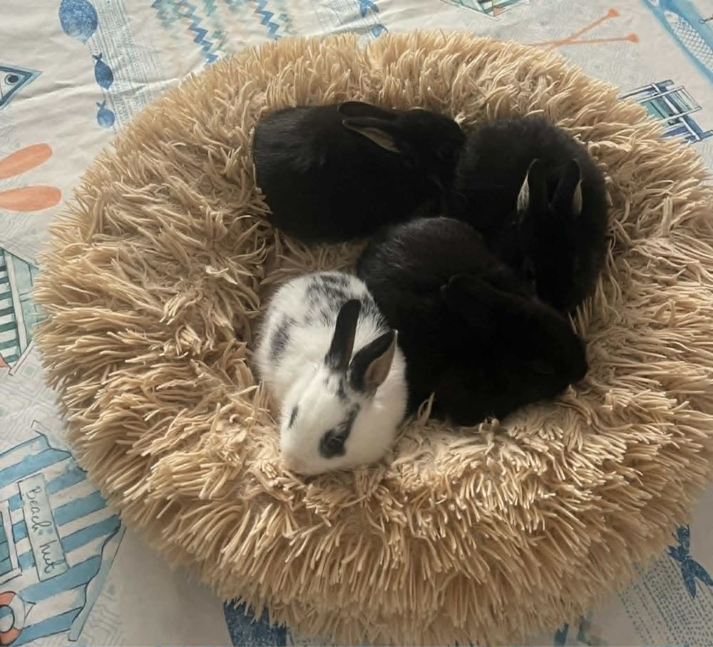   lapins extras nains  