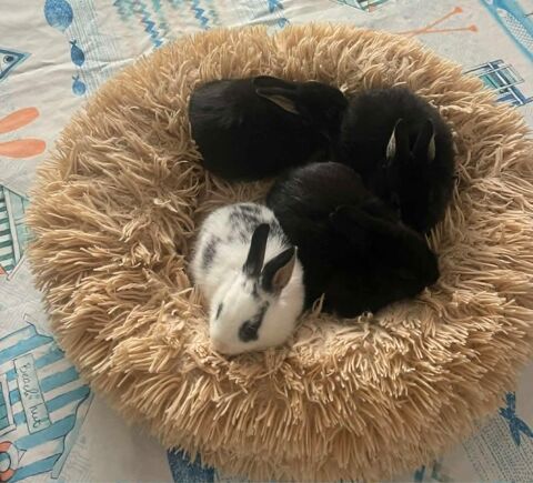 lapins extras nains 50 83000 Toulon