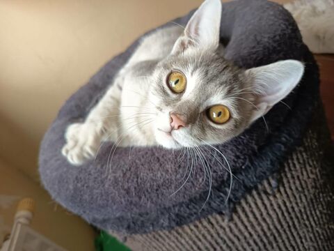 Anastasio 230 69150 D�cines-charpieu