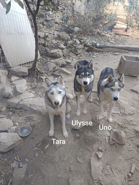 Chien UNO &agrave; l adoption 350 30000 N�mes