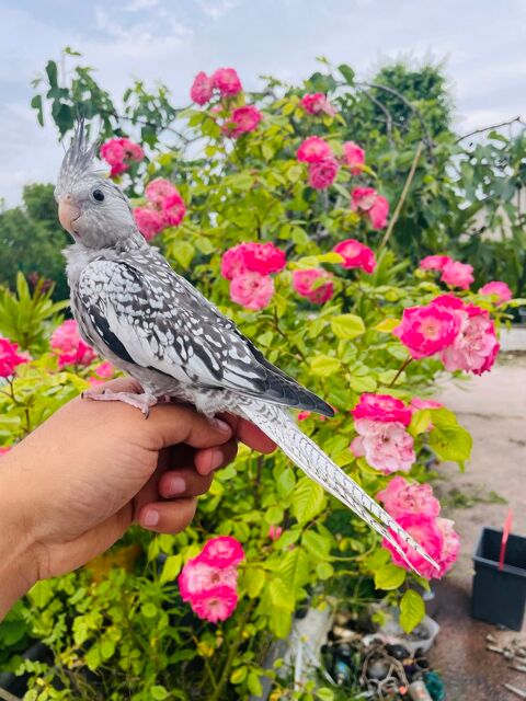 Très Belles Perruches Calopsitte EAM BIEN APPRIVOISÉES 2025 149 94450 Limeil-brvannes