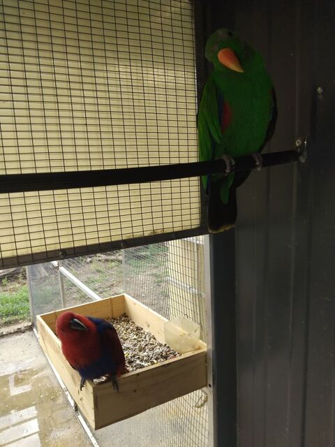 Couple eclectus 2022 2021 1000 33340 Lesparre-m�doc