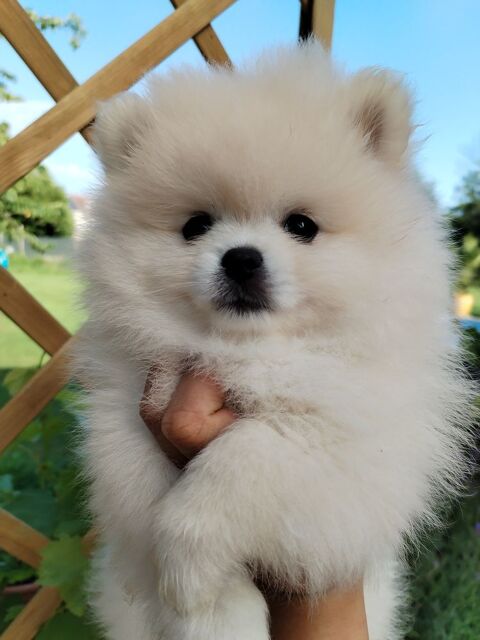 Chiot spitz type pomeranien 0 59600 Vieux-reng