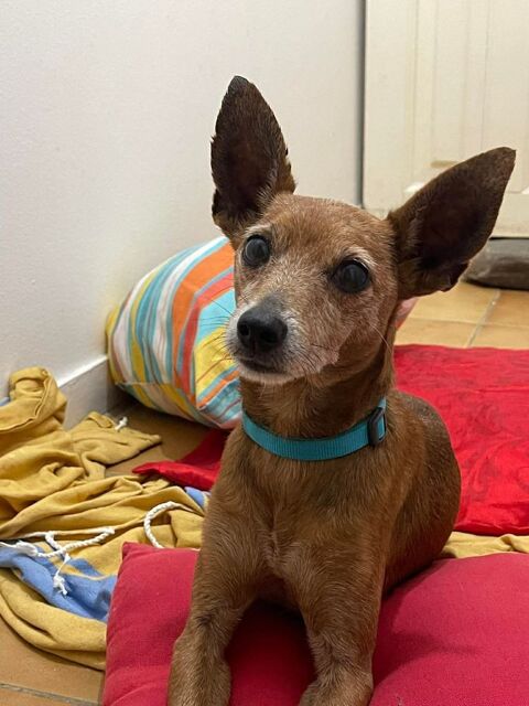 Tchoupi, m&acirc;le X Pinscher n&eacute; le 01/01/2017🐶 380 18000 Bourges