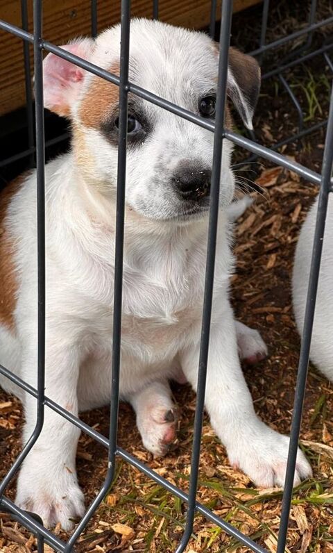 Radki, m&acirc;le crois&eacute; berger, n&eacute; le 01/11/2025 🤍 300 92000 Nanterre