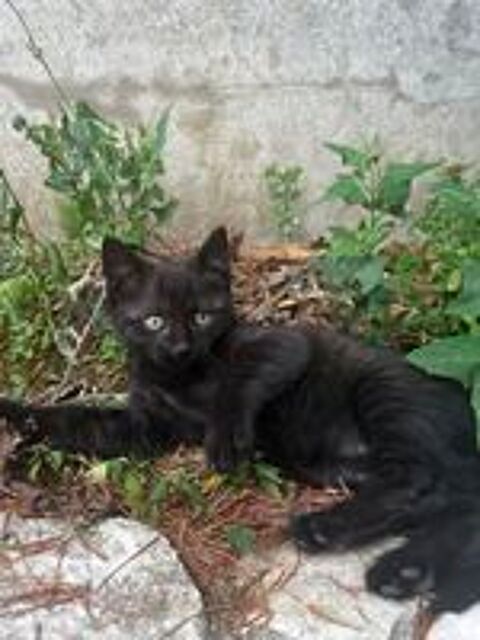  Chaton femelle 