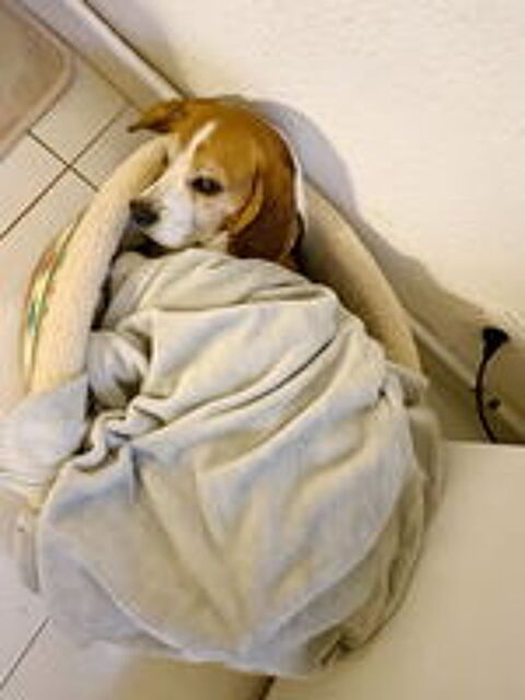   Voyou est � l'adoption!' 