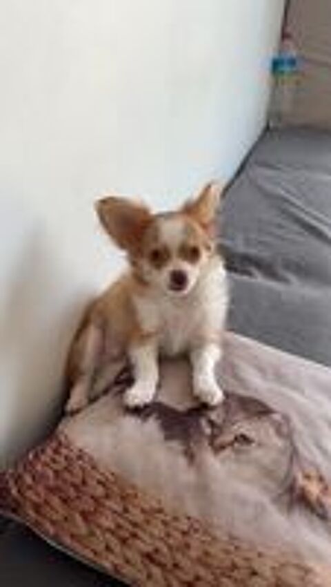   chiot chihuahua poils long  male fauve 850€
Non lof 