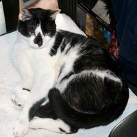   LILO CHAT NOIR & BLANC 6 ANS 1/2 